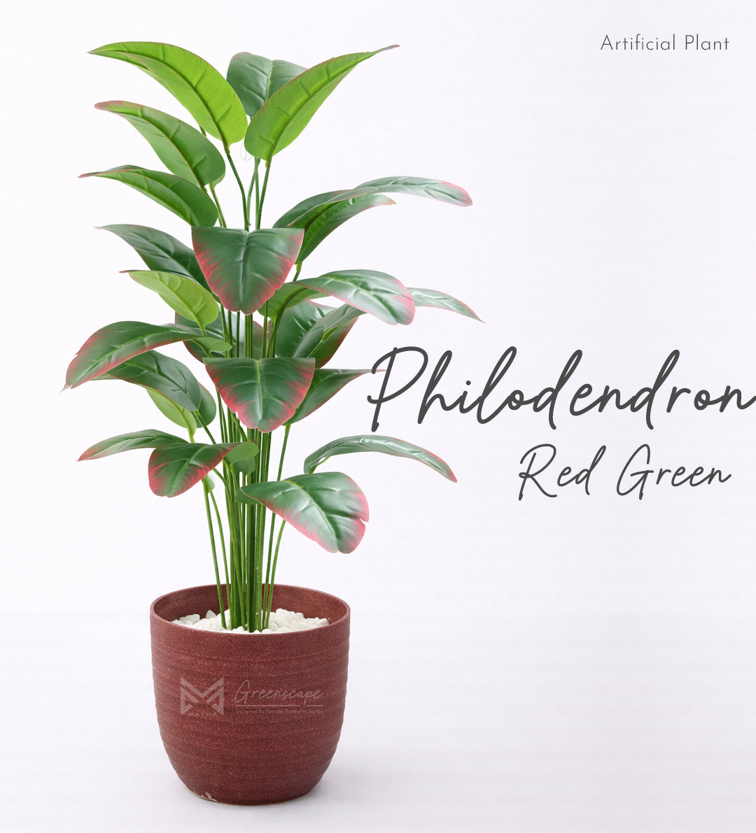 Philodendron Plant | 3Ft
