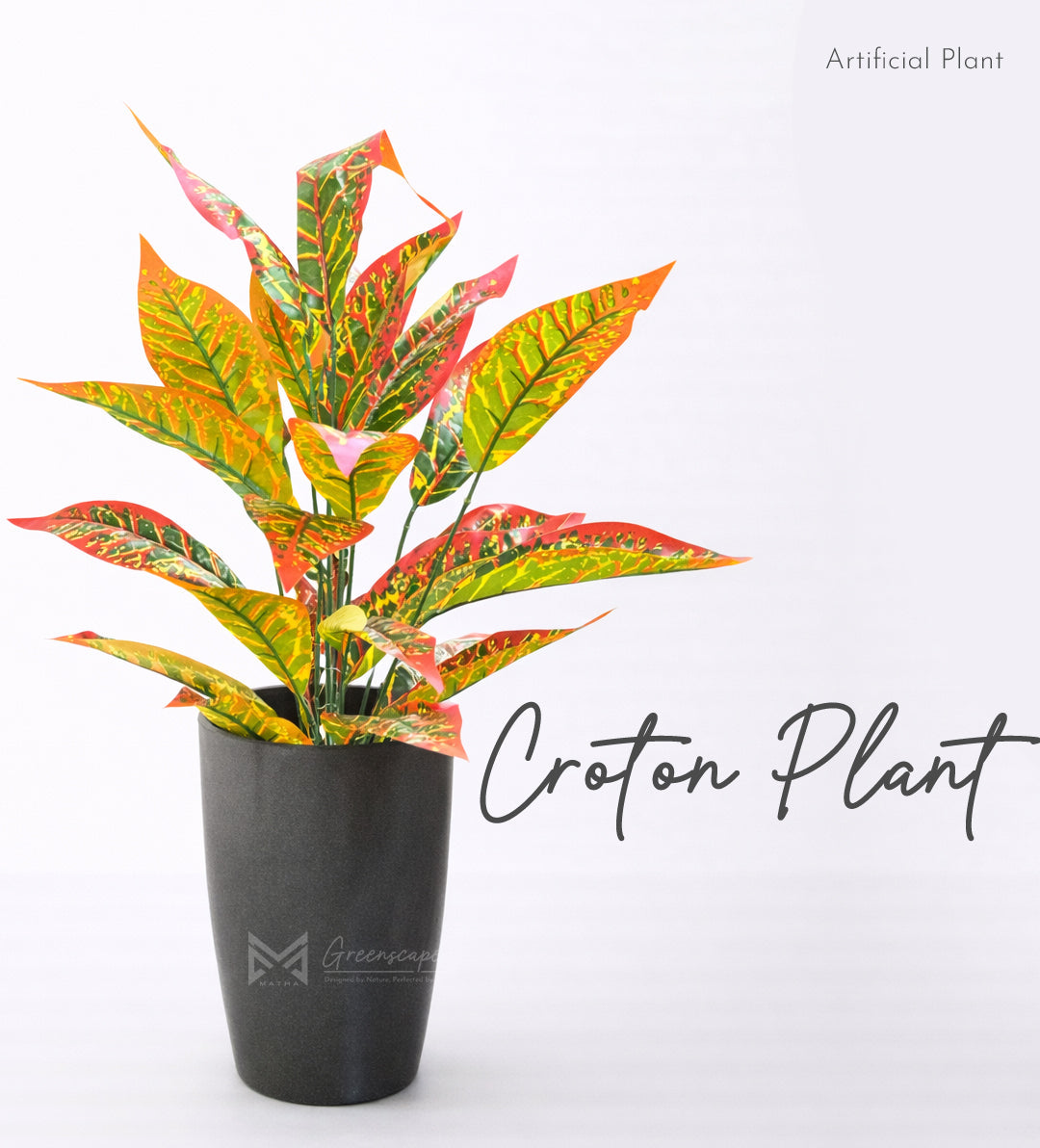 Croton Plant | 2Ft