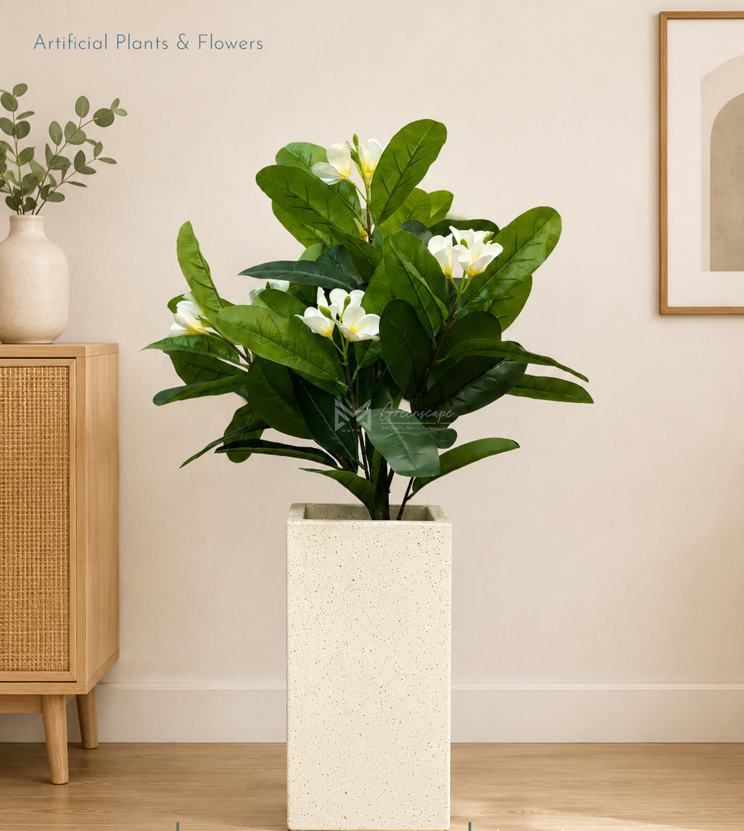 White Frangipani Plant | 3Ft