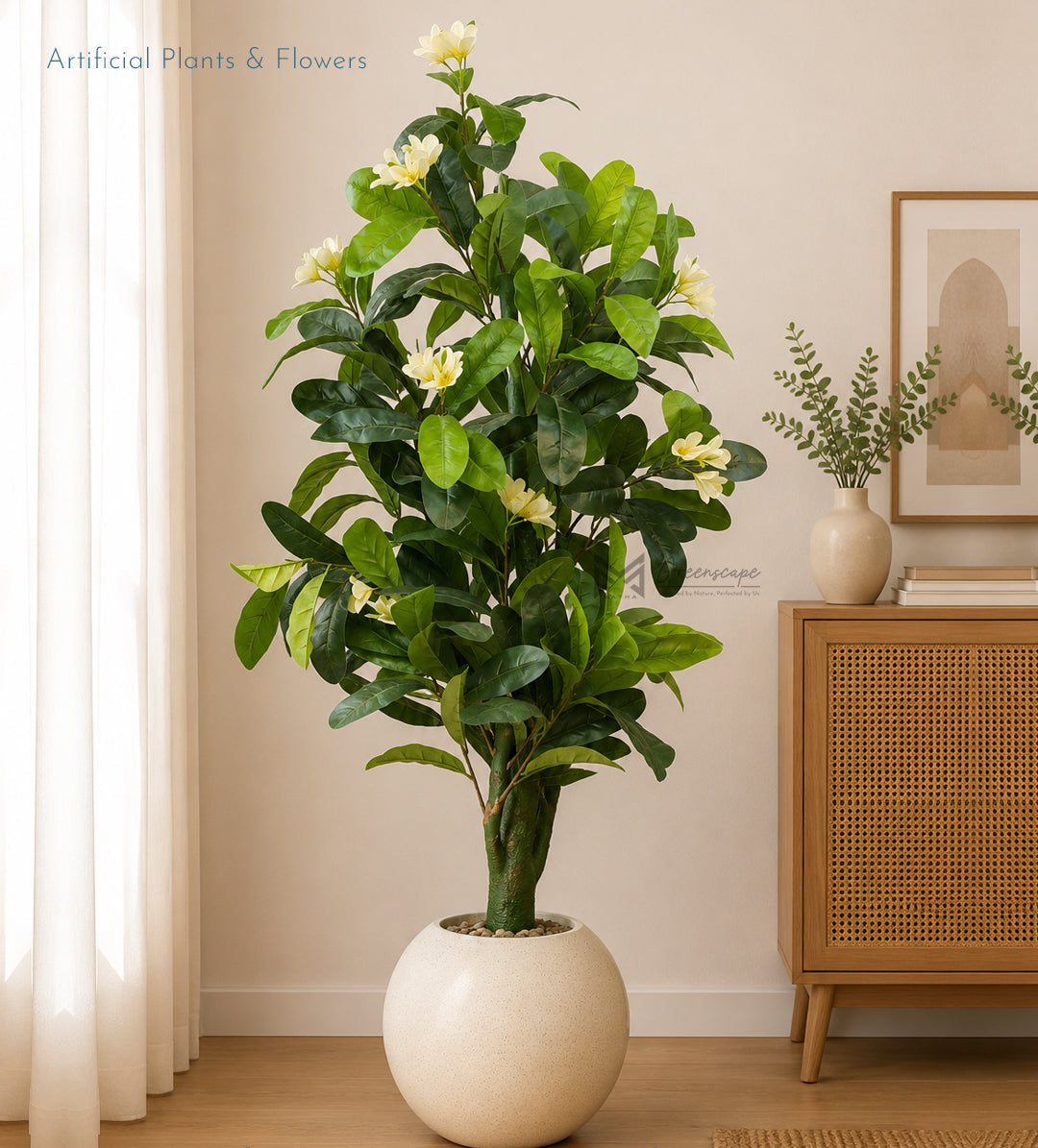 White Frangipani Tree | 5.5Ft