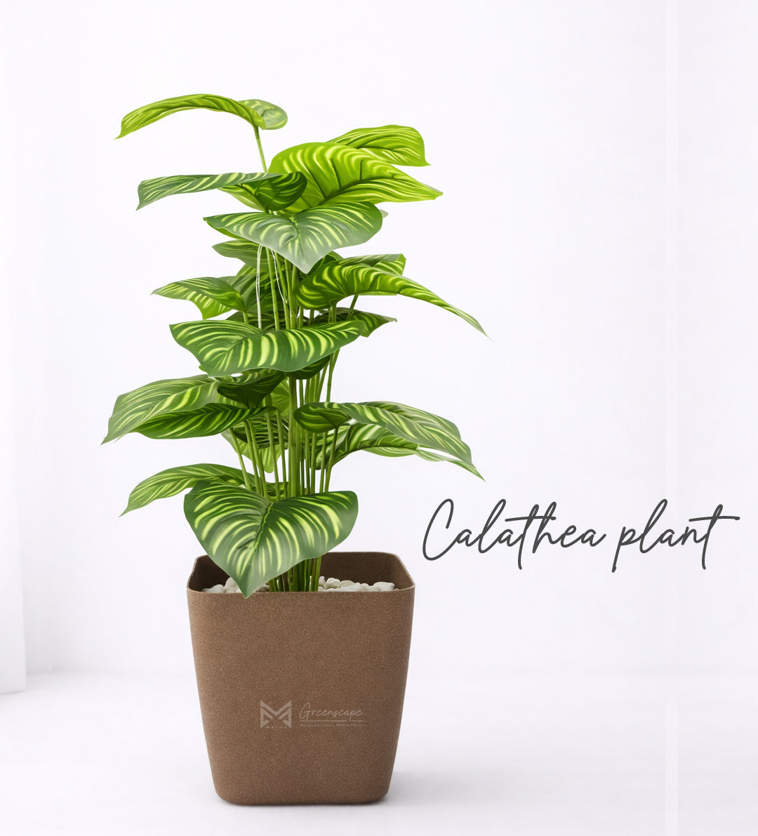 Calathea Plant | 2 Ft