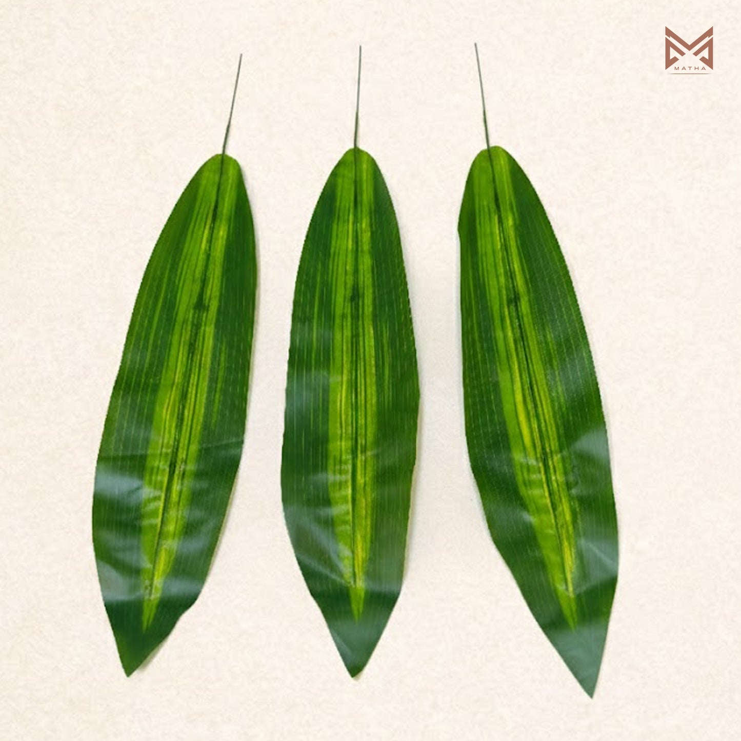 Dracaena Leaf | Pack of 5