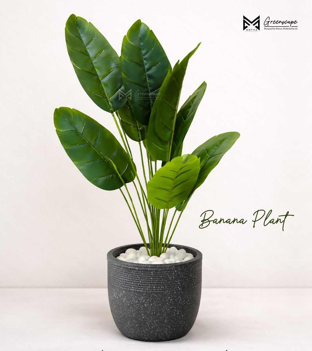 Banana Plant | 24 Inches