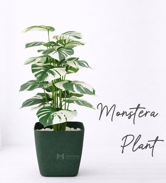 Monstera Plant | 2Ft