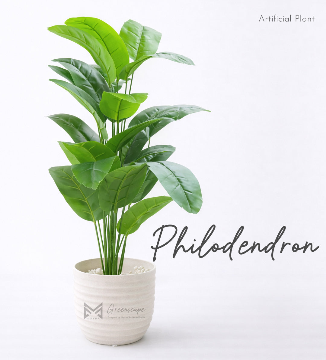 Philodendron Plant | 3Ft