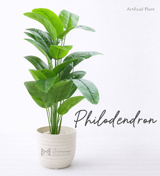 Philodendron Plant | 3Ft