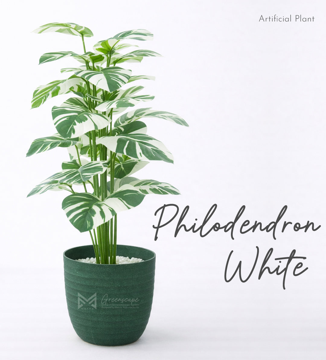 Philodendron Plant | 3Ft