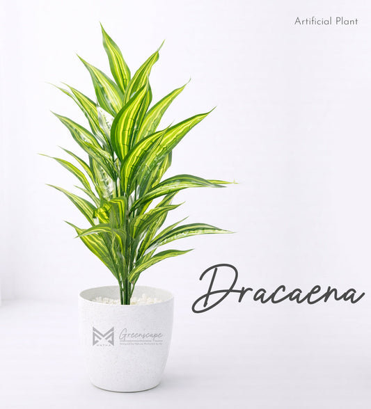 Dracaena Plant | 2Ft