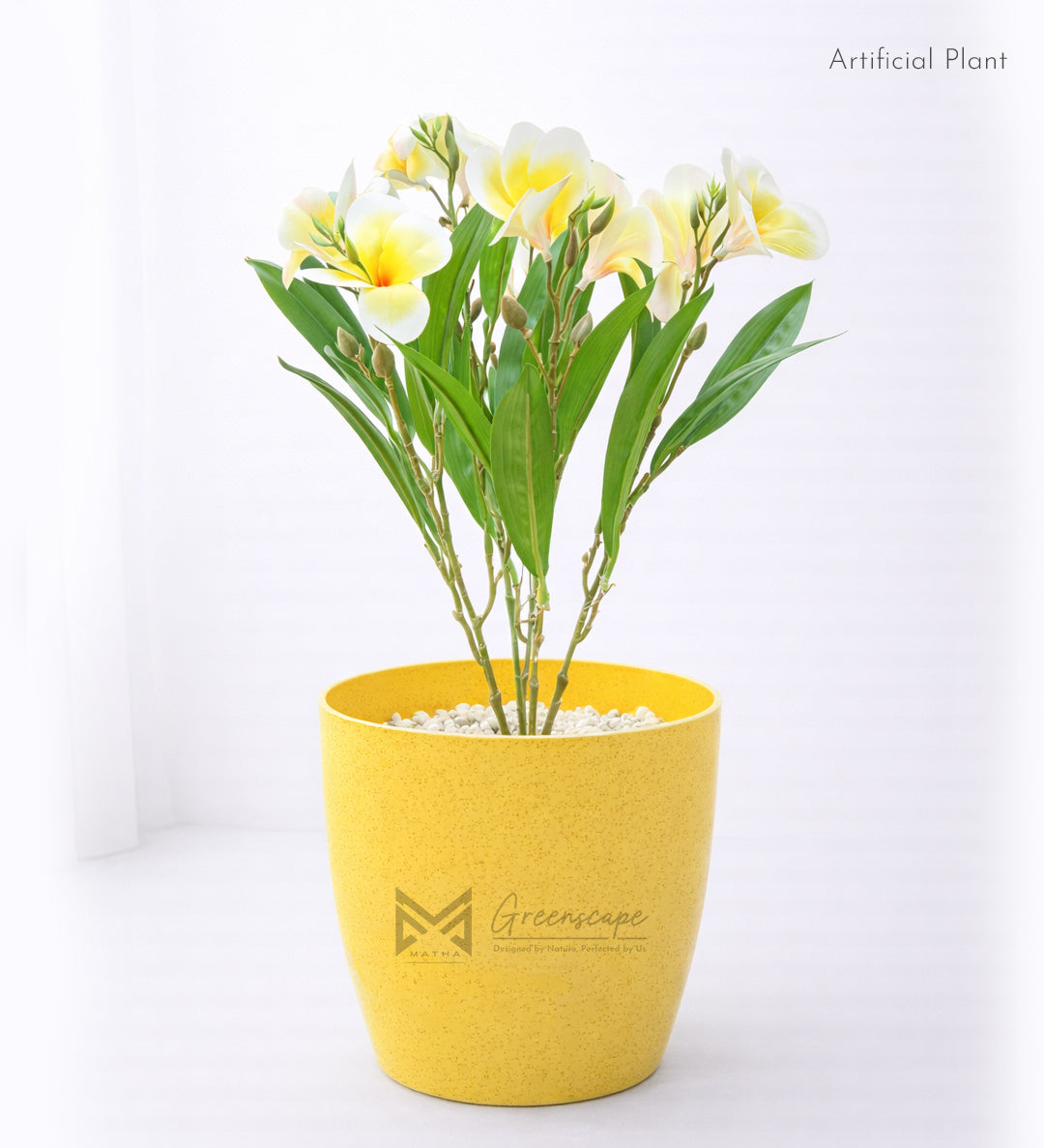 Yellow Orchid Plant | 2Ft