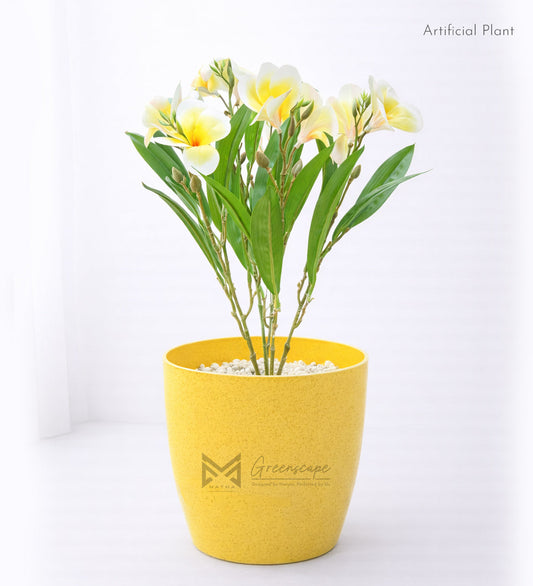 Yellow Orchid Plant | 2Ft