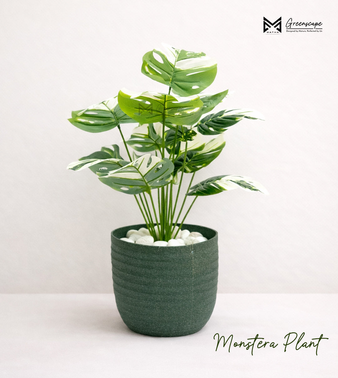 Monstera Plant | 24 Inch