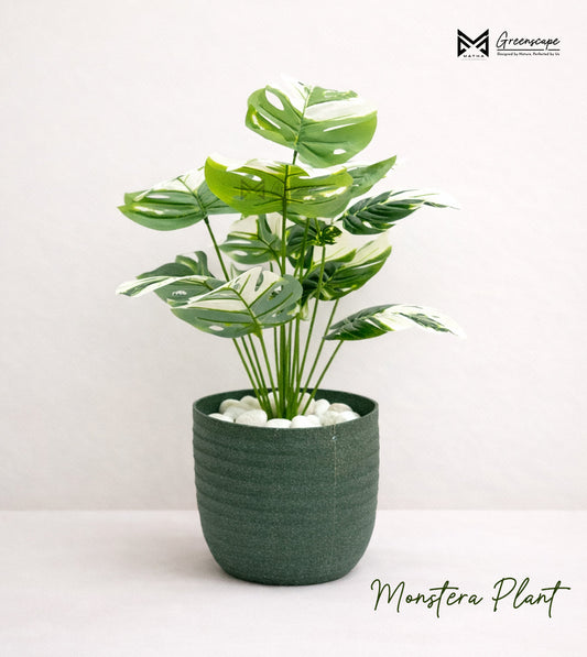 Monstera Plant | 24 Inch