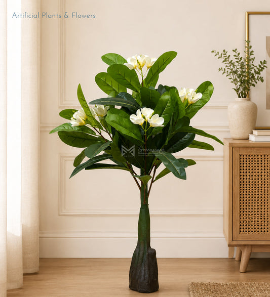 White Frangipani Plant | 3Ft