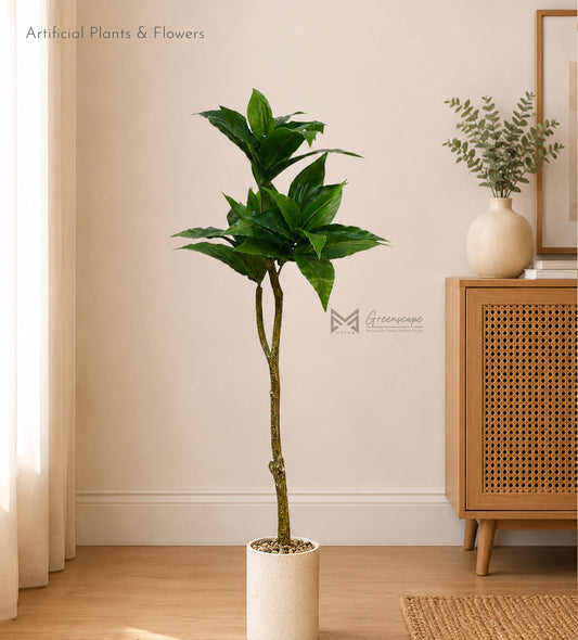 Dieffenbachia Plant | 3 Ft