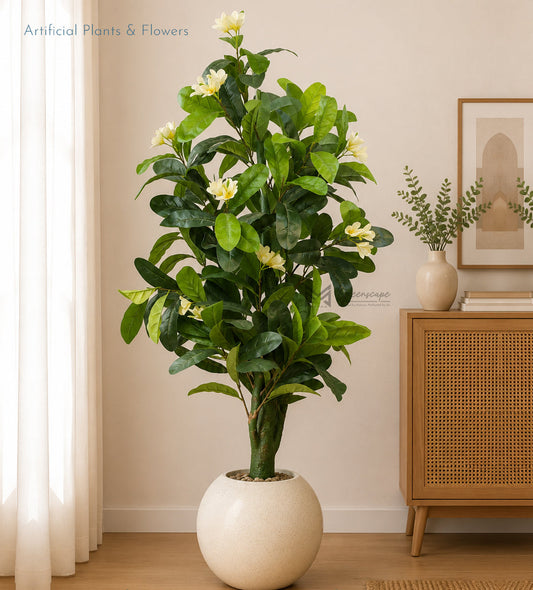 White Frangipani Tree | 5.5Ft