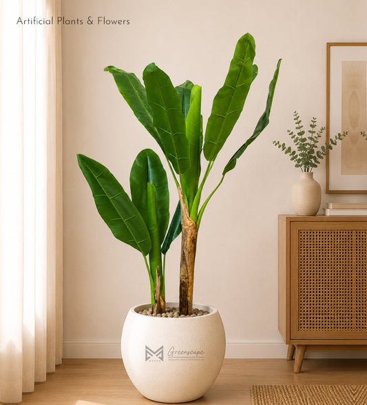 Banana Plant | 5.5Ft