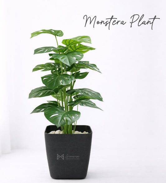 Monstera Plant | 2Ft